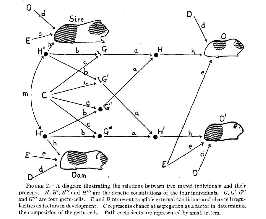 Sewall Wright first path diagram guinea pigs